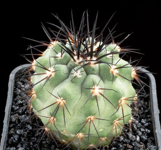 Copiapoa_atacamensis_1